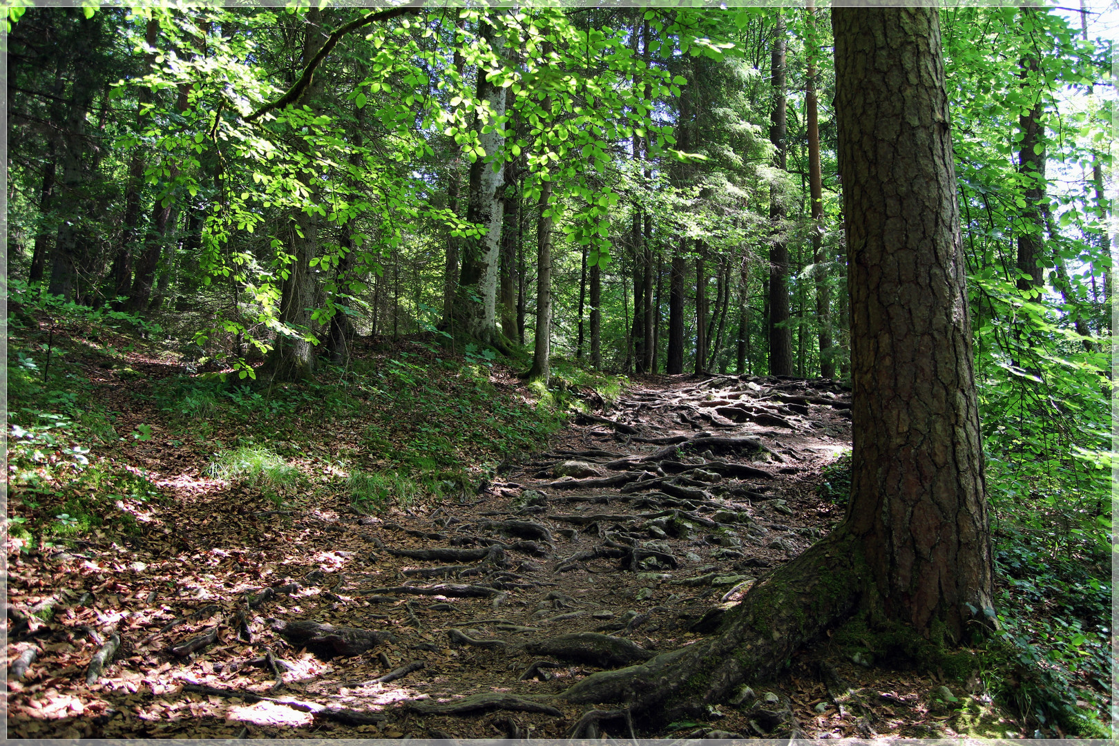 Wurzeln statt Treppen