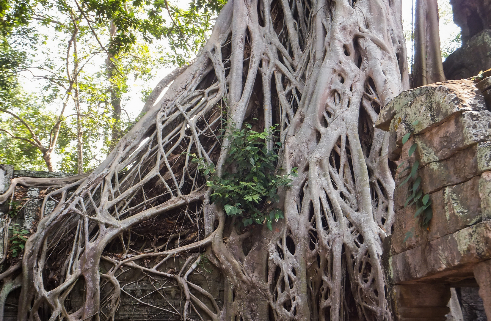 Wurzeln über Tempelmauer - Angkor, Kambodscha