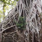 Wurzeln über Tempelmauer - Angkor, Kambodscha