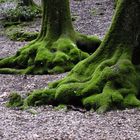 Wurzeln umbrischer alter Steineichen