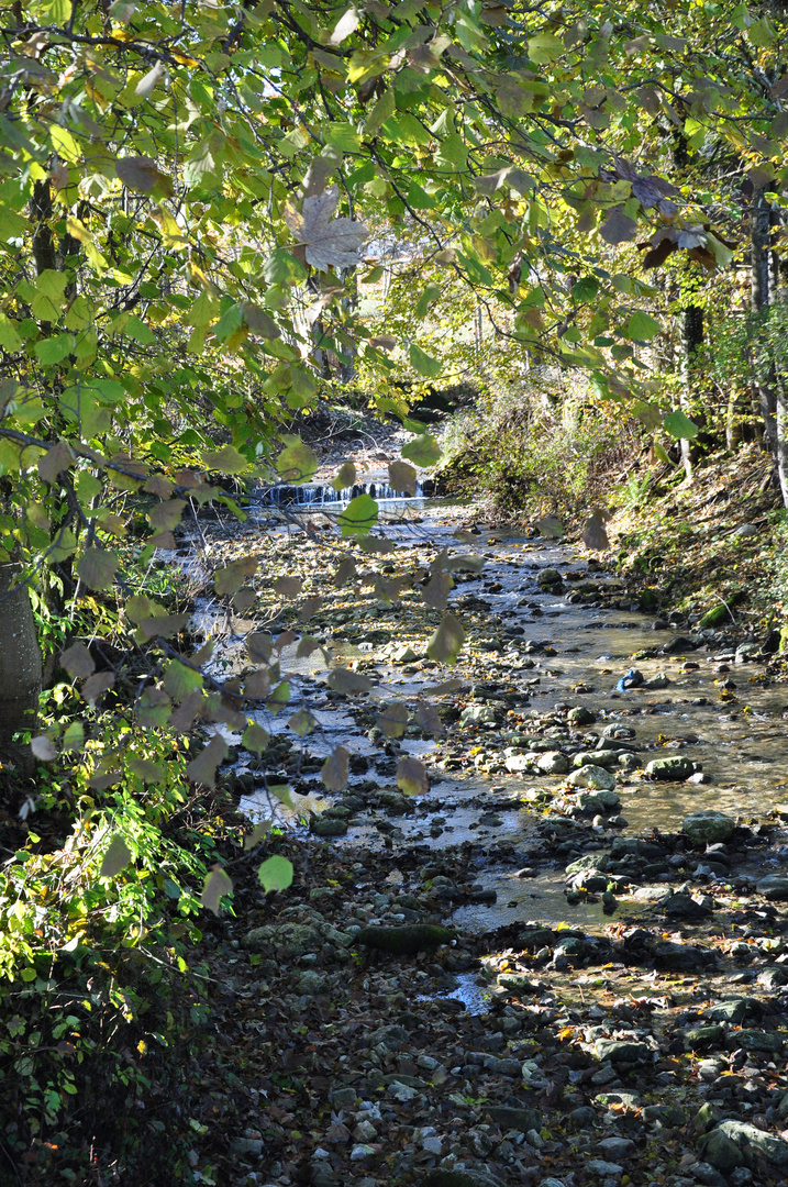 Wurzeln & Wasser