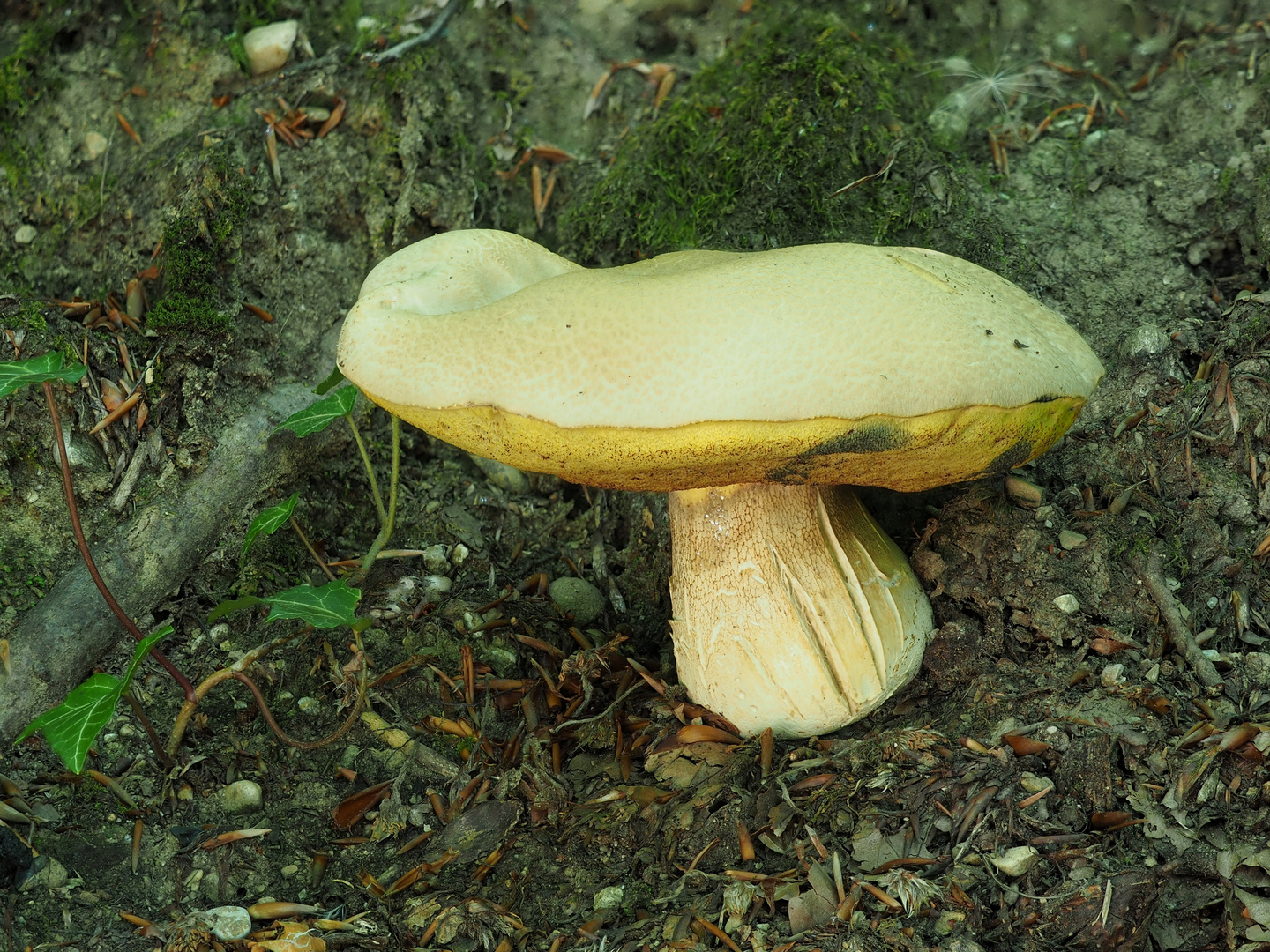 Wurzelnder Bitterröhrling (Caloboletus radicans)