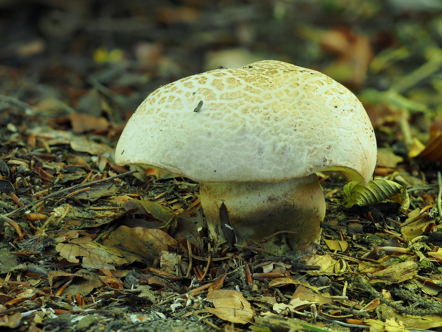 Wurzelnder Bitterröhrling oder Bitterschwamm (Caloboletus radicans)