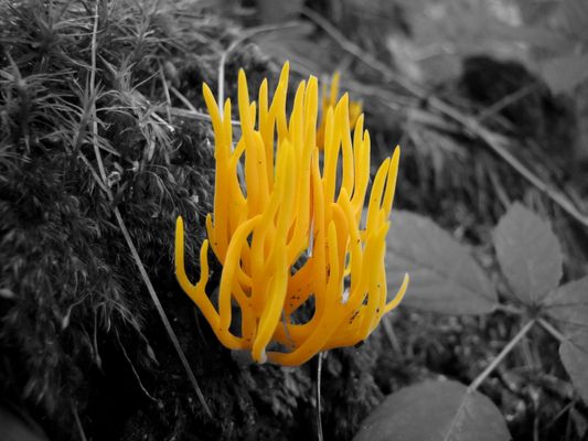 Wurzelnder Händling