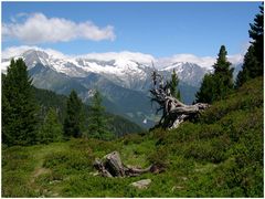 Wurzelskulptur