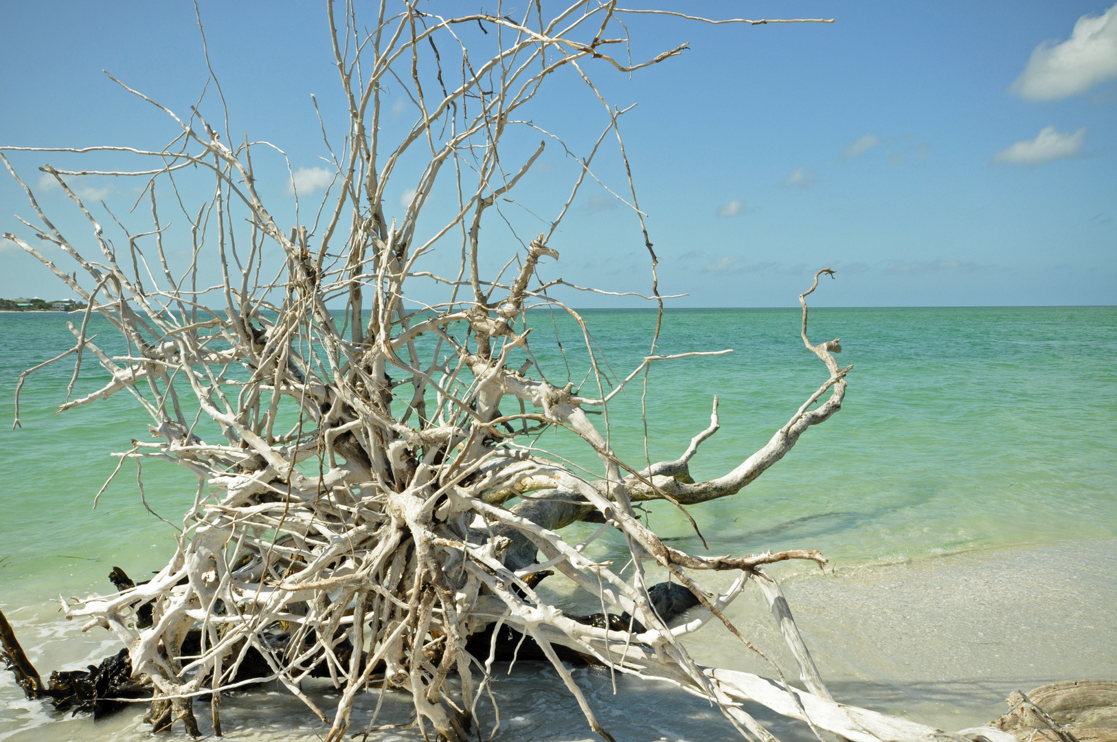 Wurzelstock am Meer