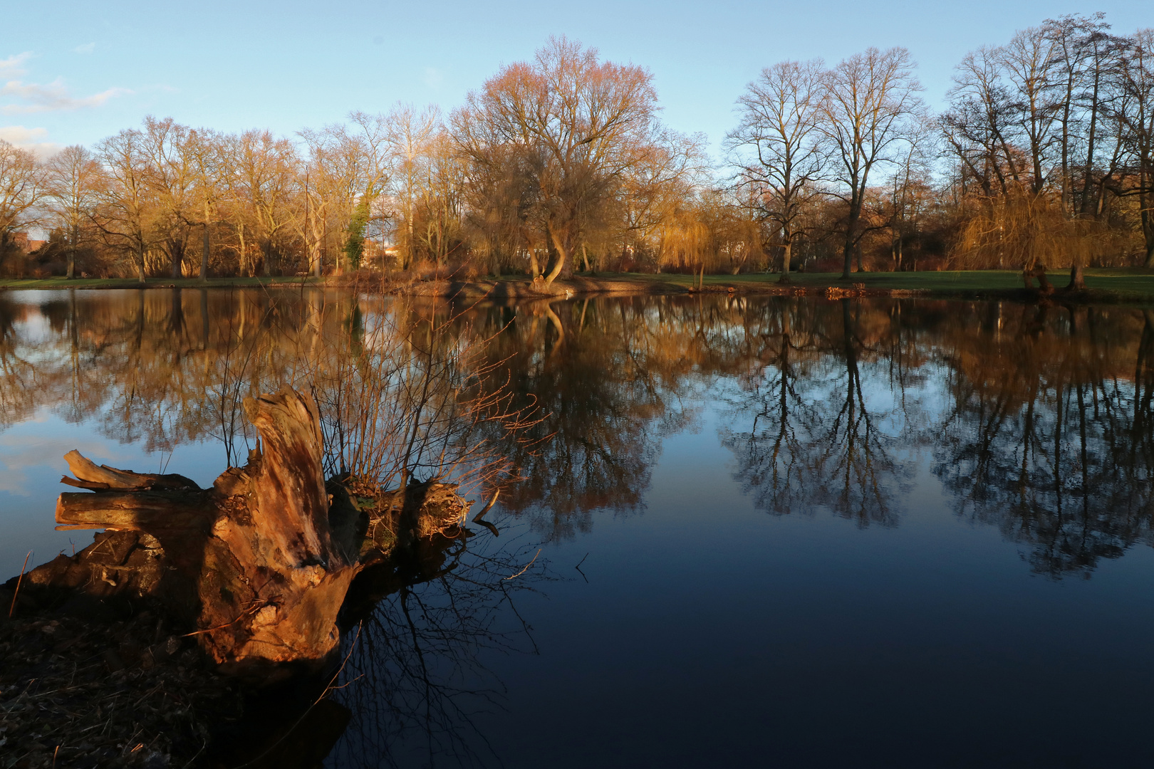 Wurzelstock am Ufer