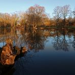 Wurzelstock am Ufer