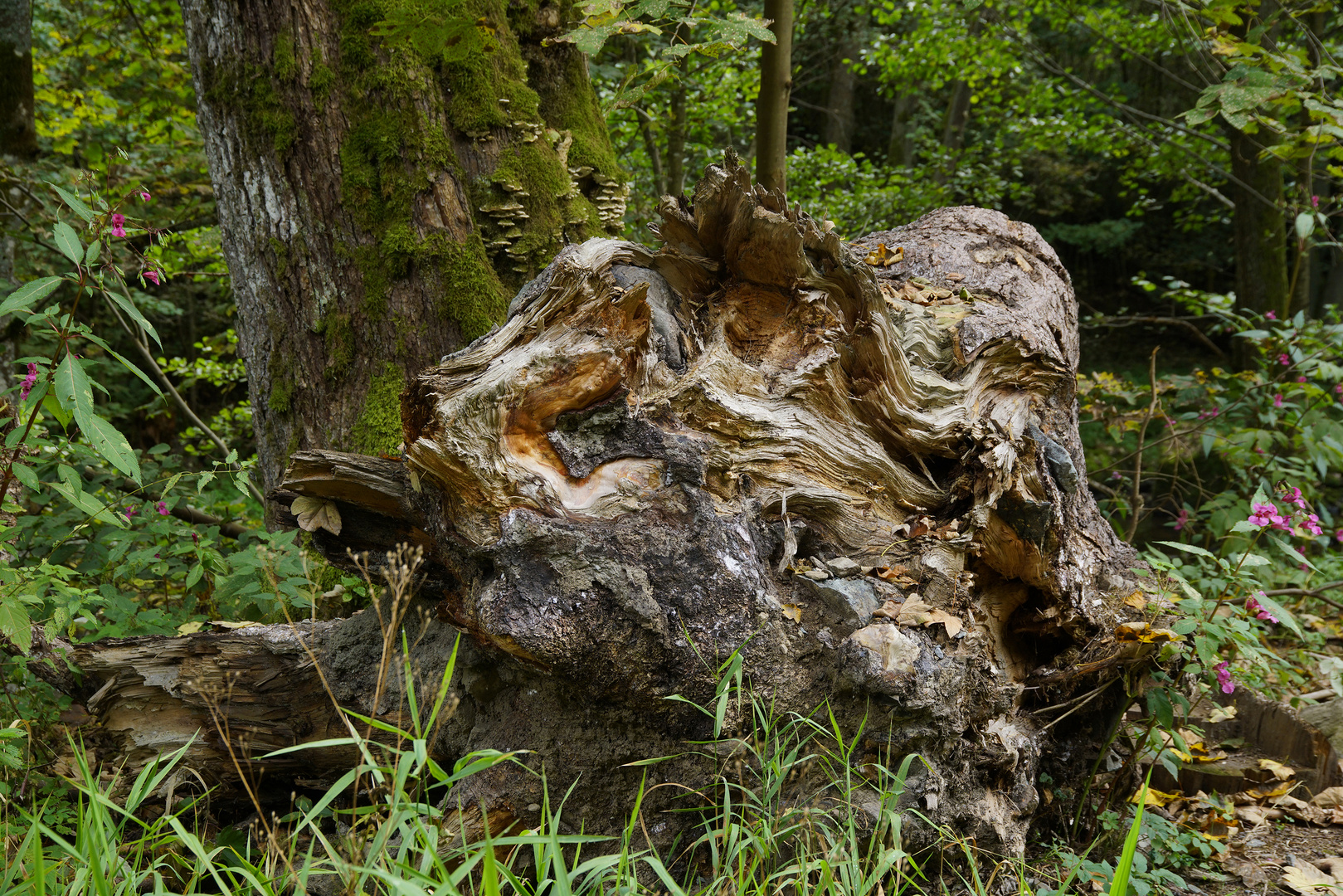 Wurzelstock im Höllental