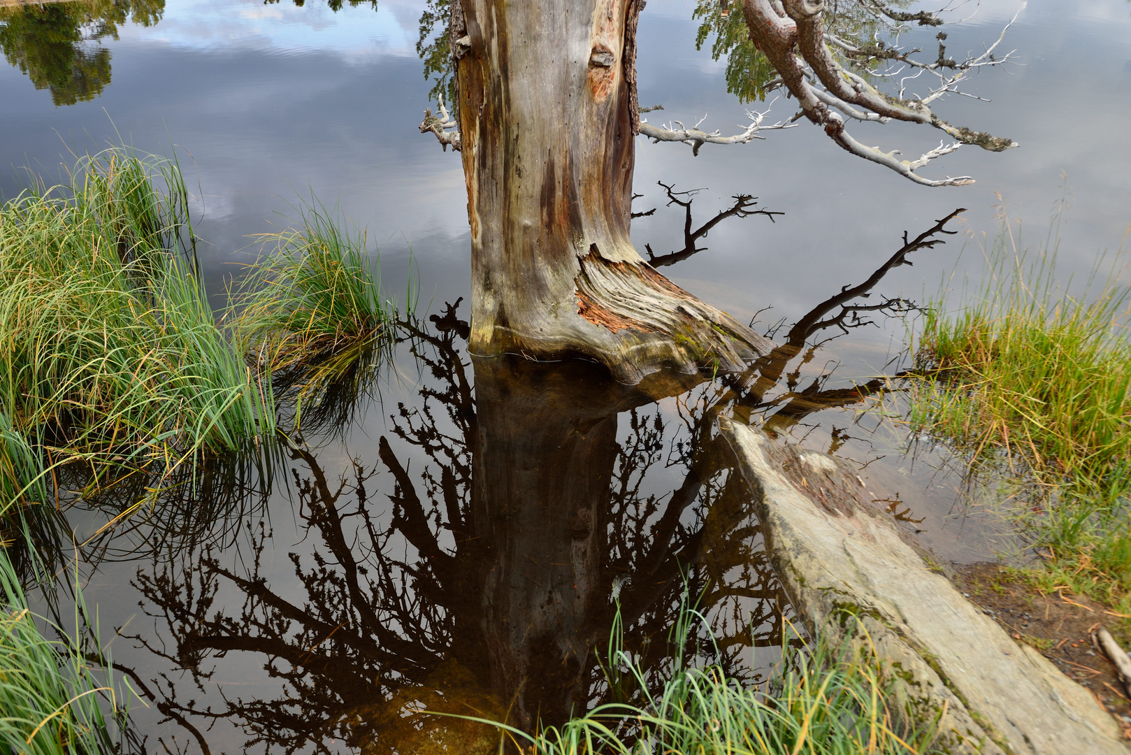 Wurzelstock unter Wasser