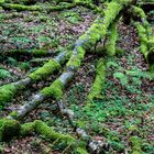 Wurzelstrukturen mit Moos an einem Baum