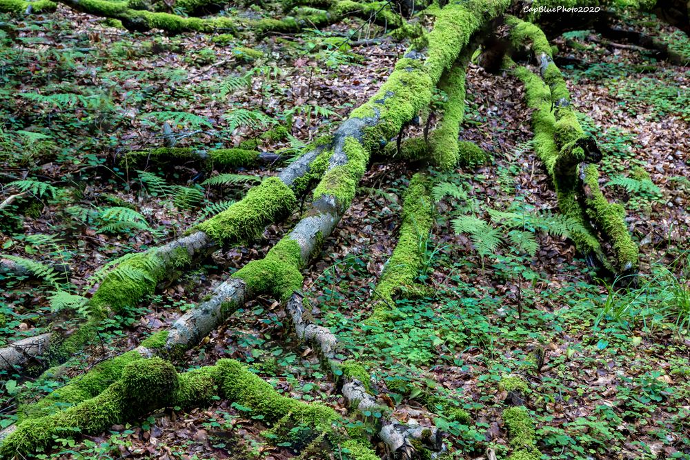 Wurzelstrukturen mit Moos an einem Baum