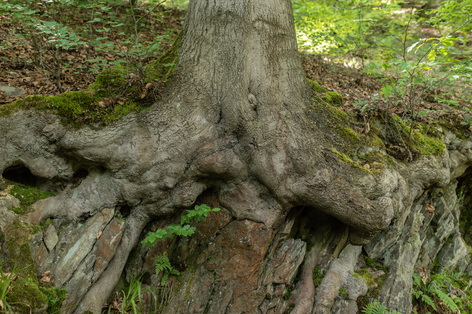 Wurzelwerk