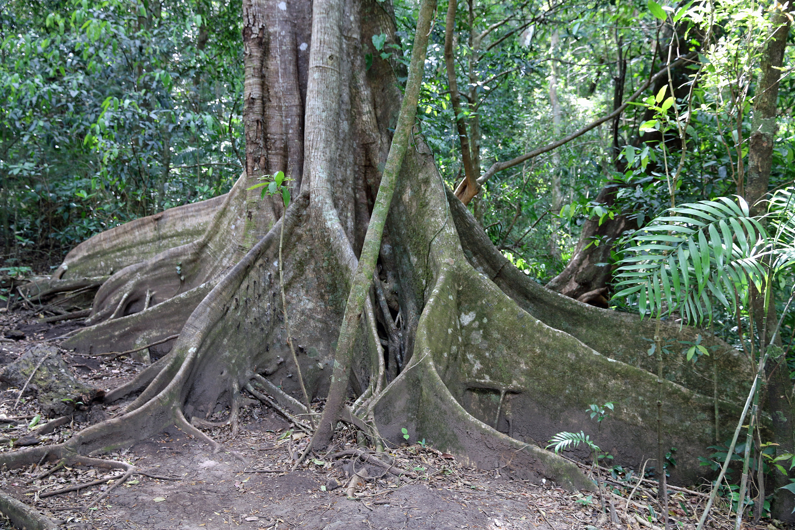 Wurzelwerk, Costa Rica 