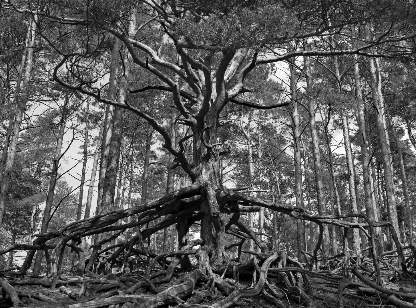 Wurzelwerk Gifhorner Heide