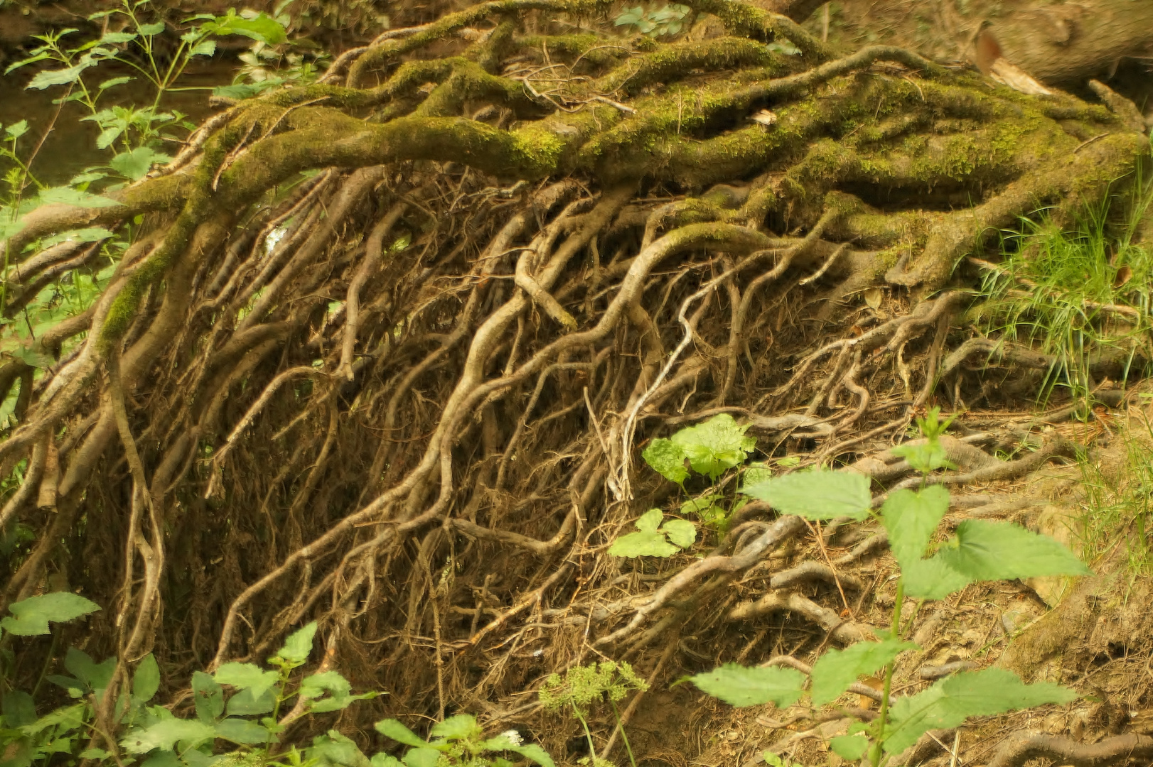 Wurzelwerk im Auwald