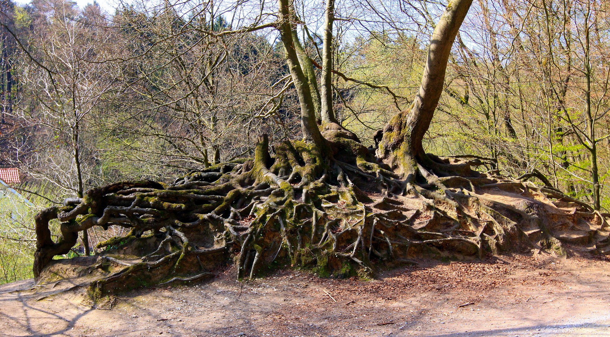 Wurzelwerk im Teutoburger Wald