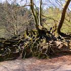 Wurzelwerk im Teutoburger Wald