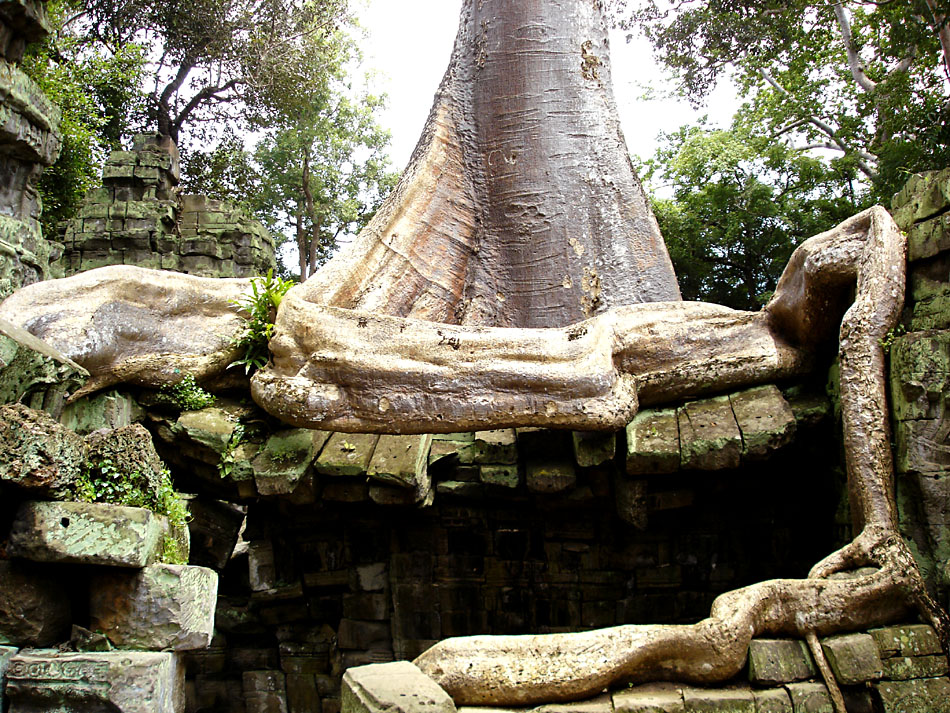 Wurzelwerk, Ta Prohm