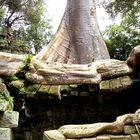 Wurzelwerk, Ta Prohm