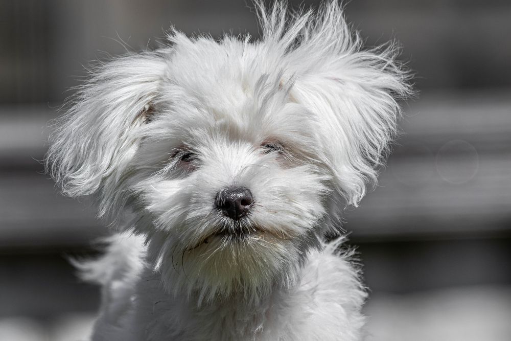 Wuschel Foto & Bild | tiere, haustiere, hunde Bilder auf fotocommunity