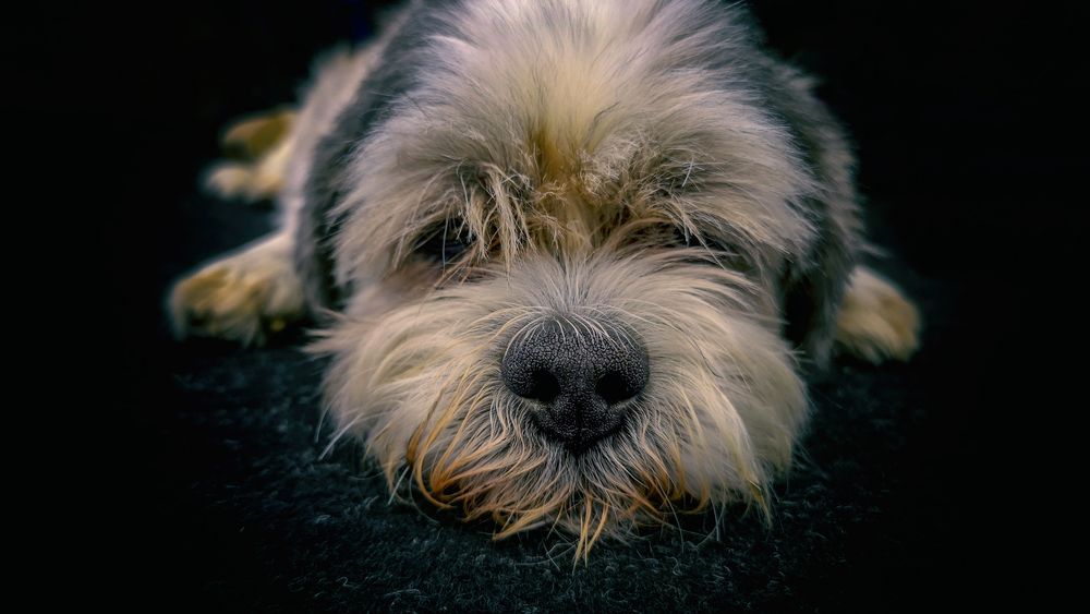 wuschel Foto & Bild | tiere, haustiere, hunde Bilder auf fotocommunity