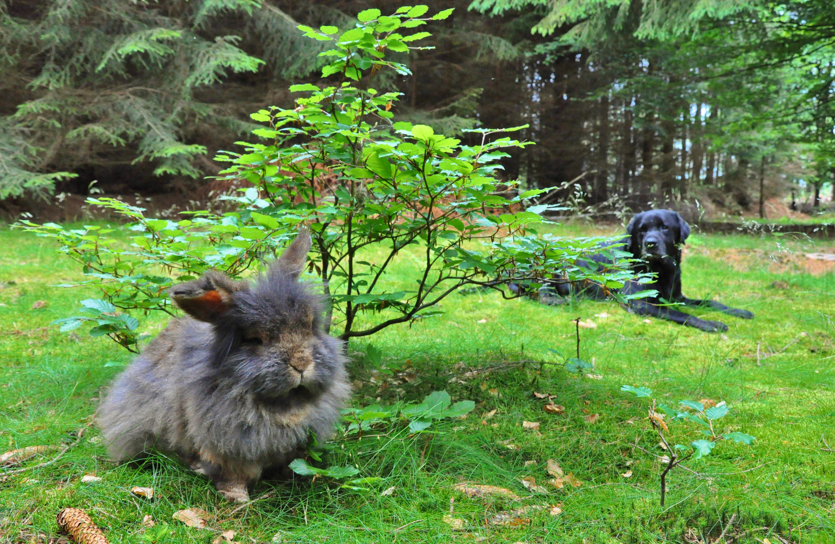 Wuschel & Gigolo im Wald