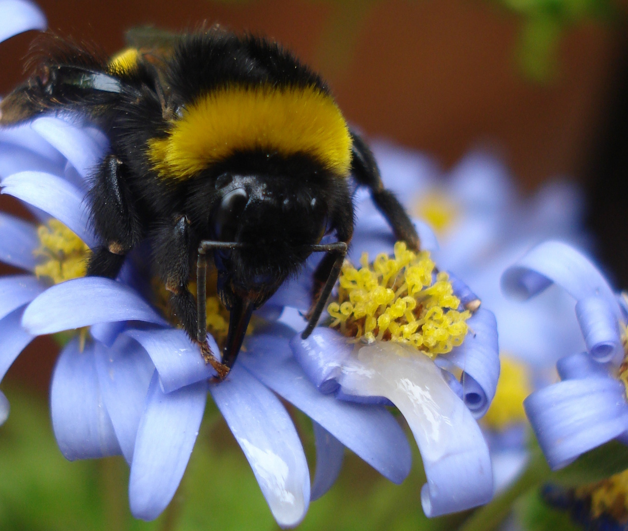 Wuschel Hummel