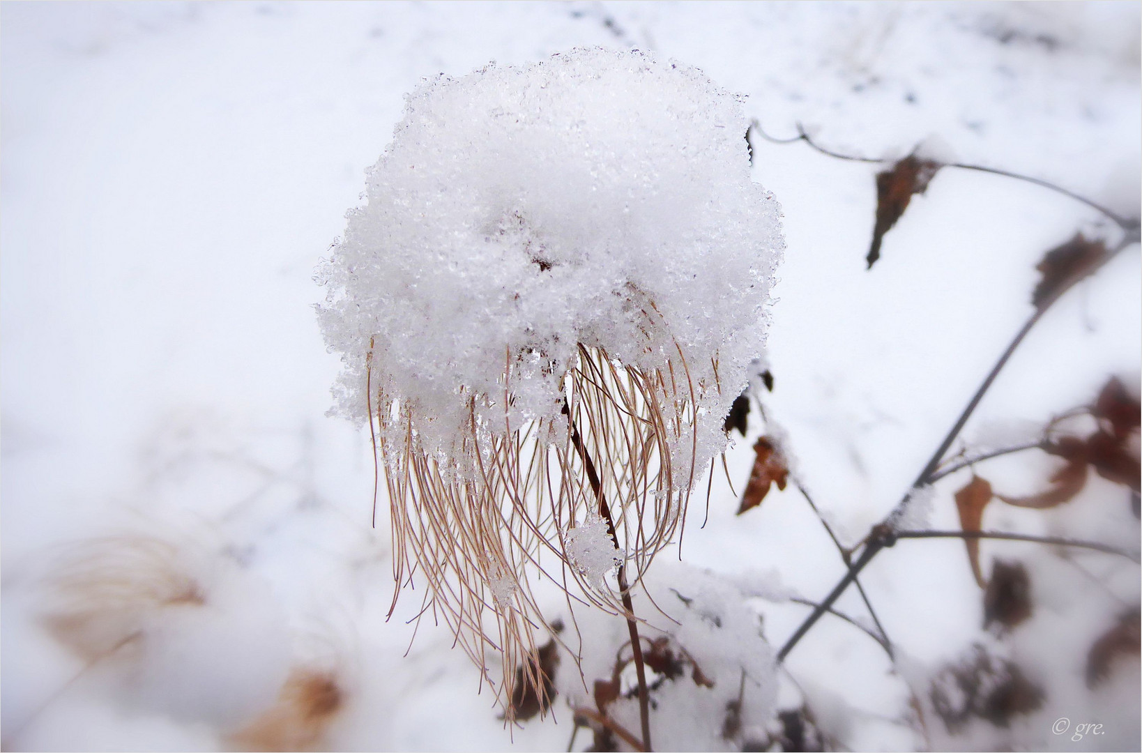 Wuschel im Schnee