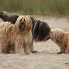 Wuschel Strandbegegnungen....