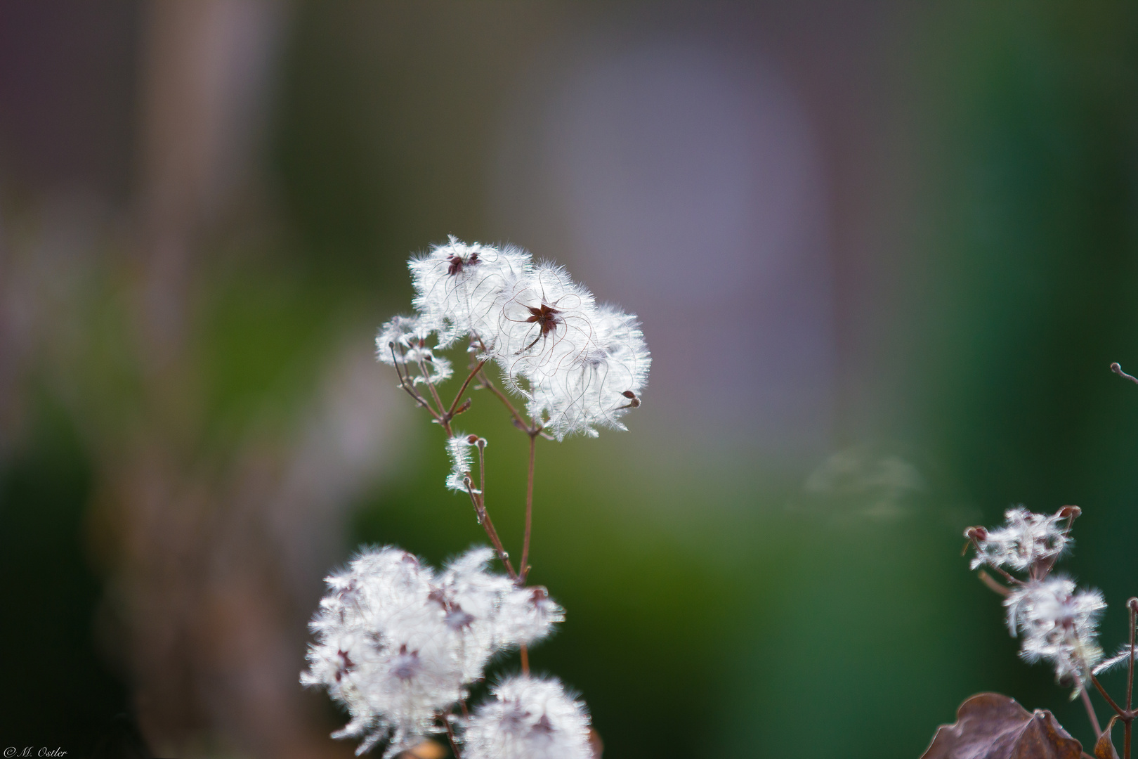 Wuschelblüte