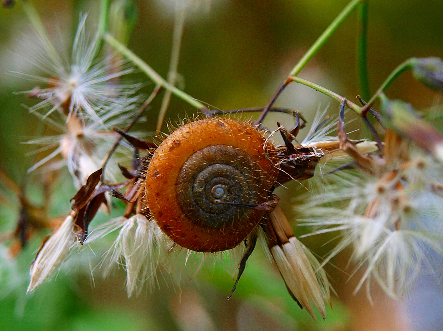 Wuschel....die Haarschnecke