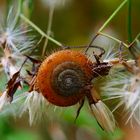 Wuschel....die Haarschnecke