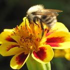 Wuschelige Biene erfreut sich an der Oktobersonne