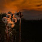 Wuschelköpfe im Abendlicht