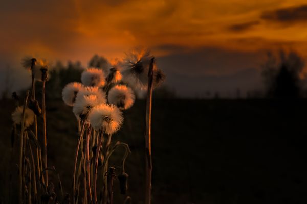 Wuschelköpfe im Abendlicht
