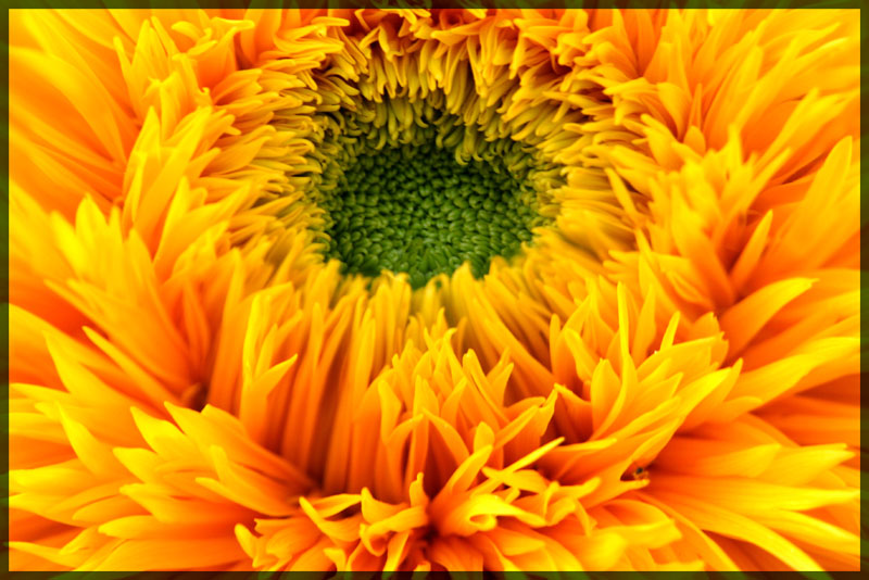 Wuschellige Sonnenblume