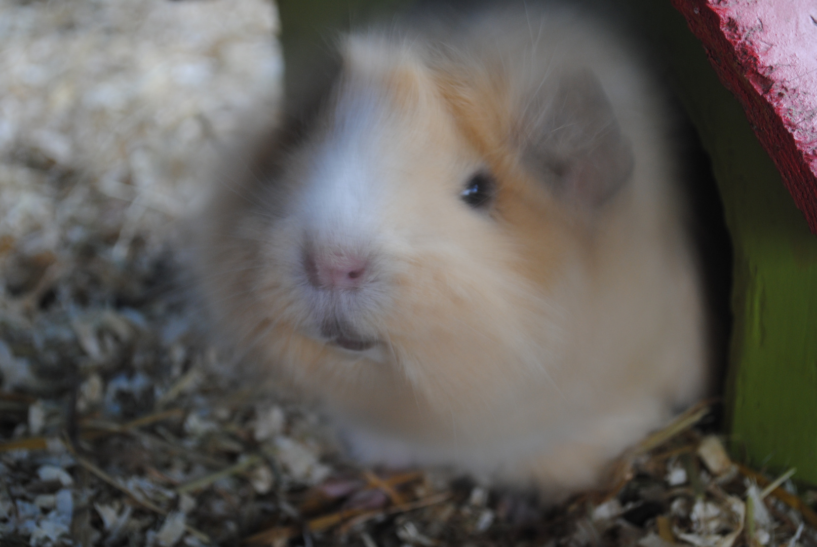 Wuschelschwein