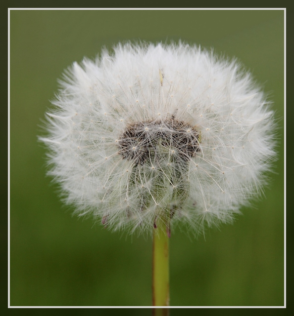 Wuschige Pusteblume