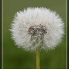 Wuschige Pusteblume