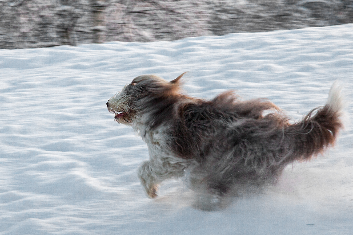 Wuschiger Schneehund