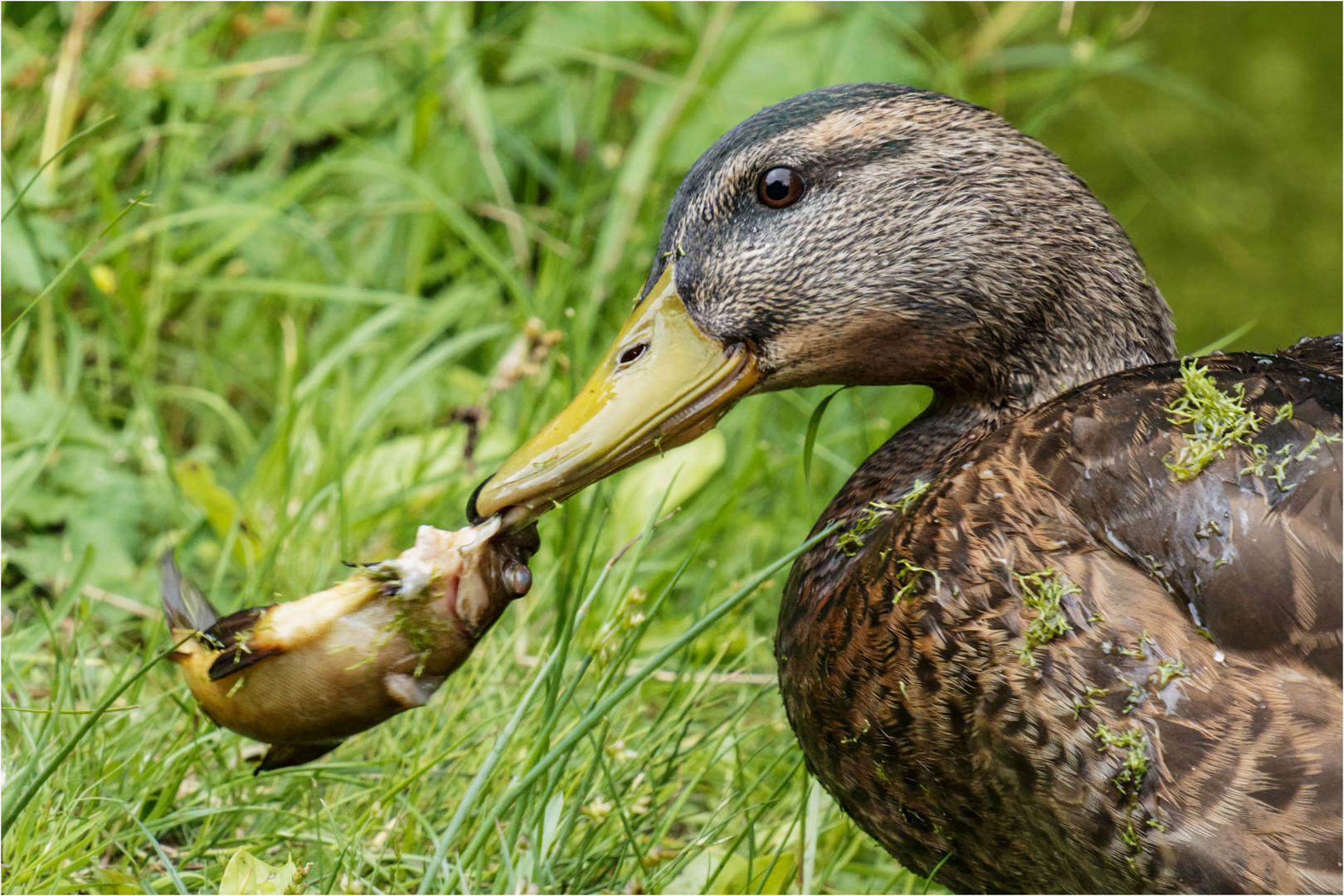 wußte gar nicht, das Enten Fische fressen.. Foto & Bild | tiere