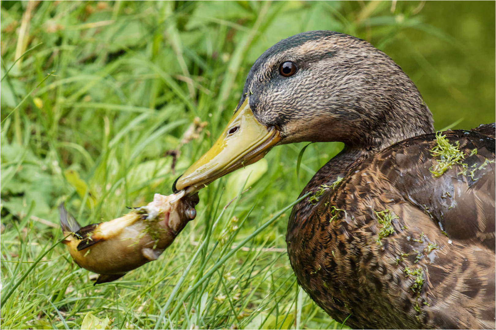 wußte gar nicht, das Enten Fische fressen  .....