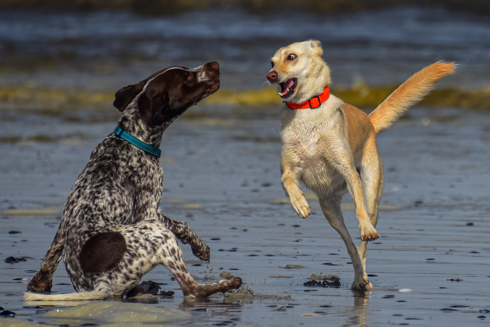 Wu?stenhund gegen Jagdhund