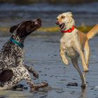 Wu?stenhund gegen Jagdhund