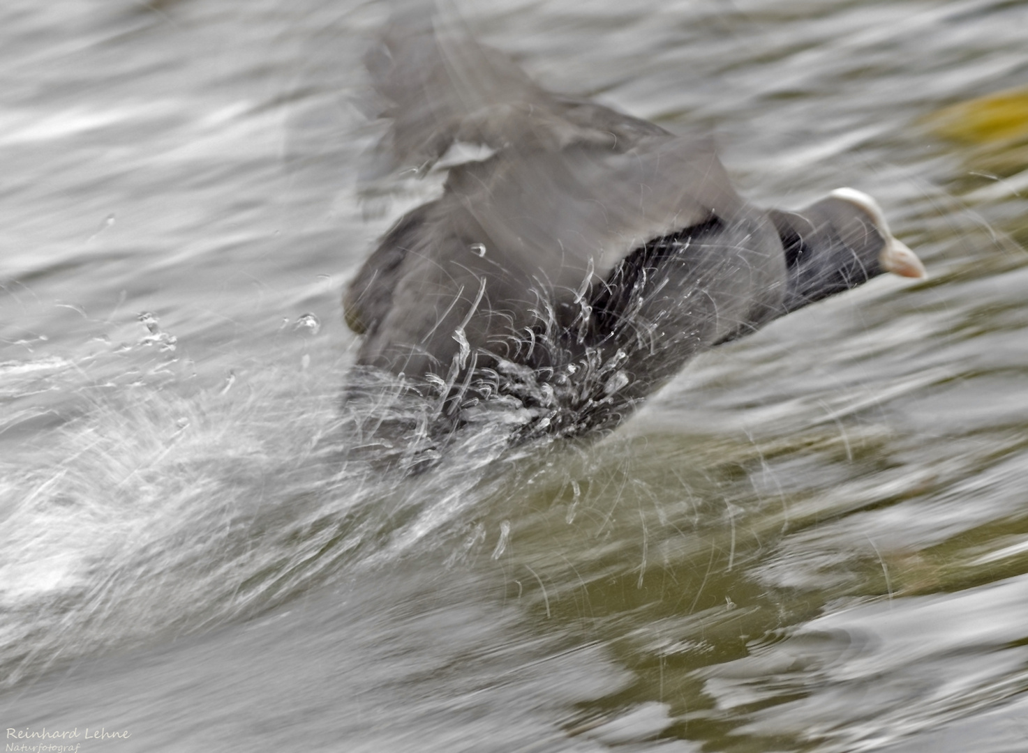 Wut Foto & Bild natur, herbst, tele Bilder auf