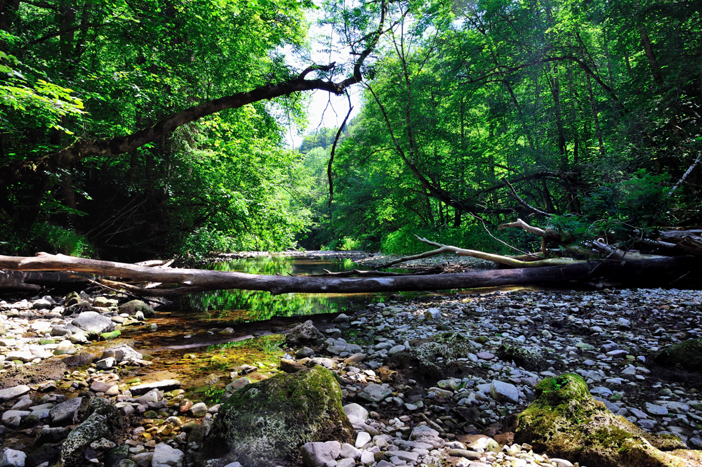 Wutach Schlucht _1