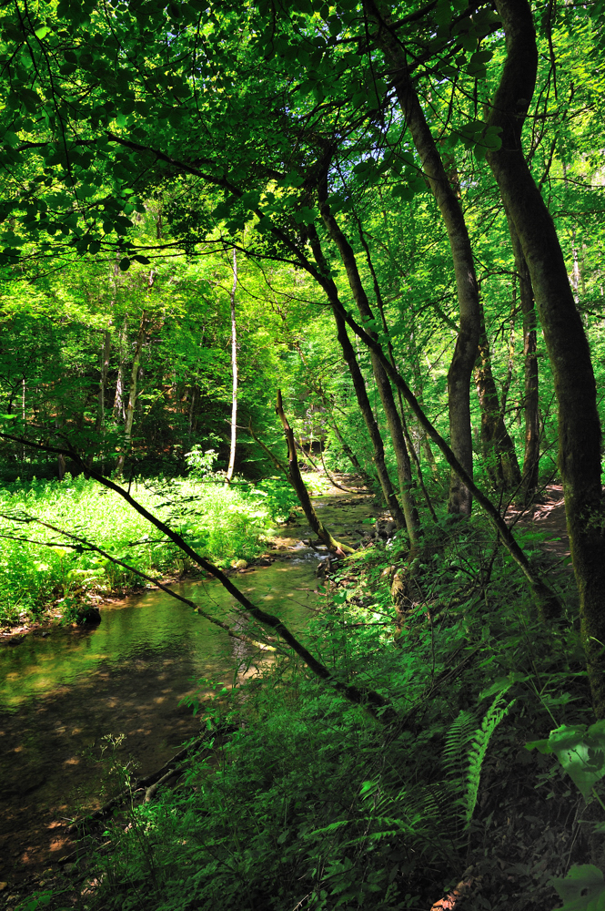 Wutach Schlucht _4