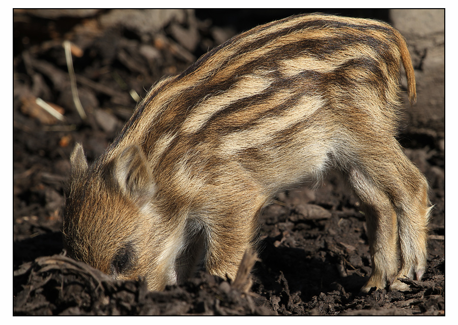 Wutzi das Wildschwein