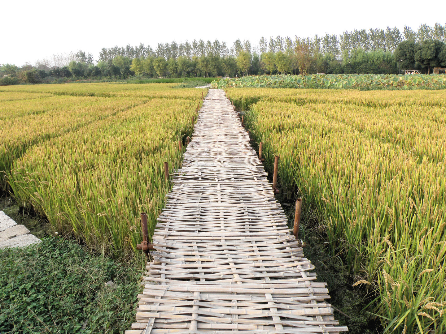 Wuzhen - Dragon Shaped Organic Farm